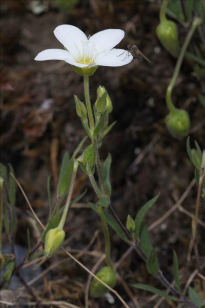 Arenaria montana L. subsp. montana