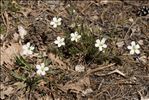 Arenaria montana L. subsp. montana
