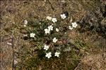 Arenaria montana L. subsp. montana