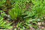 Asplenium scolopendrium L. subsp. scolopendrium