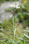 Leontopodium nivale subsp. alpinum (Cass.) Greuter