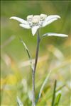Leontopodium nivale subsp. alpinum (Cass.) Greuter