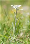 Leontopodium nivale subsp. alpinum (Cass.) Greuter