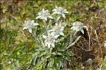 Leontopodium nivale subsp. alpinum (Cass.) Greuter