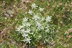 Leontopodium nivale subsp. alpinum (Cass.) Greuter