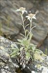 Leontopodium nivale subsp. alpinum (Cass.) Greuter