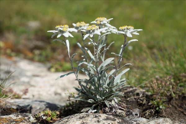 Leontopodium nivale subsp. alpinum (Cass.) Greuter