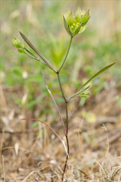 Bupleurum baldense Turra var. baldense