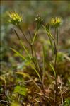 Bupleurum baldense Turra var. baldense