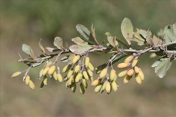 Berberis vulgaris L.