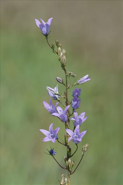 Campanula rapunculus L.