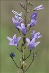 Campanula rapunculus L.