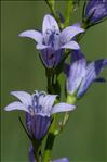 Campanula rapunculus L.