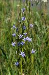 Campanula rapunculus L.