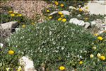 Astragalus terraccianoi Vals.