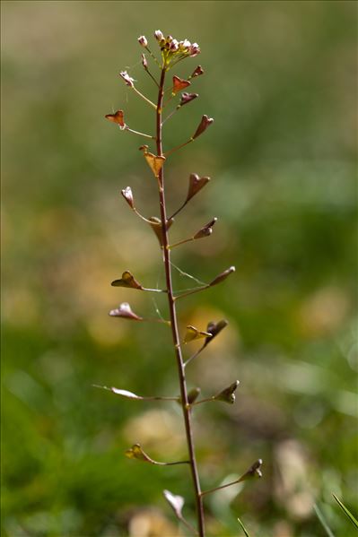 Capsella bursa-pastoris n-subsp. gracilis (Gren.) Hobk.