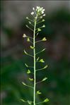 Capsella bursa-pastoris n-subsp. gracilis (Gren.) Hobk.