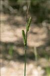 Carex elata All. subsp. elata