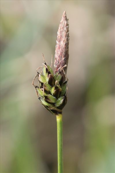 Carex pilulifera L. subsp. pilulifera