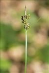 Carex pilulifera L. subsp. pilulifera