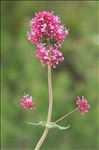 Centranthus ruber (L.) DC. subsp. ruber