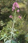 Centranthus ruber (L.) DC.