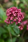 Centranthus ruber (L.) DC. subsp. ruber