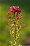 Centranthus ruber (L.) DC.