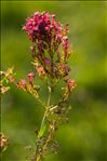 Centranthus ruber (L.) DC. subsp. ruber