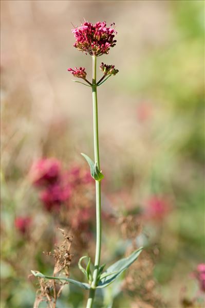 Centranthus ruber (L.) DC. subsp. ruber