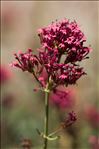 Centranthus ruber (L.) DC.