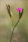 Dianthus armeria L.