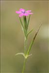 Dianthus armeria L.