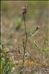 Dianthus armeria L. subsp. armeria