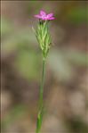 Dianthus armeria L. subsp. armeria