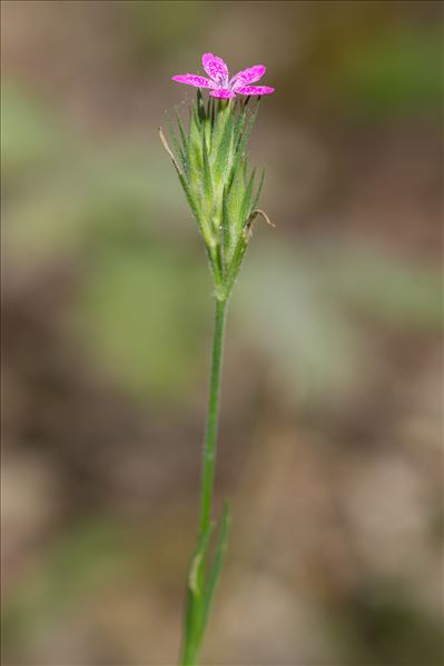 Dianthus armeria L. subsp. armeria