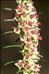 Erica scoparia L. subsp. scoparia