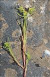 Euphorbia exigua L.