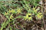 Euphorbia exigua L.
