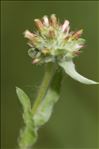 Filago lutescens Jord. subsp. lutescens