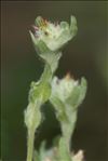 Filago lutescens Jord. subsp. lutescens