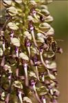 Himantoglossum hircinum (L.) Spreng.