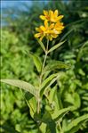 Lysimachia vulgaris L.