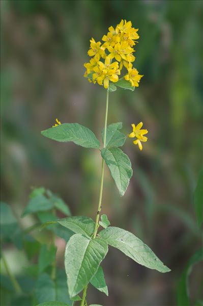 Lysimachia vulgaris L.