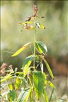 Lysimachia vulgaris L.