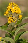 Lysimachia vulgaris L.