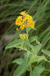 Lysimachia vulgaris L.