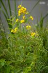 Lysimachia vulgaris L.