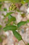 Lysimachia vulgaris L.