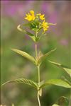 Lysimachia vulgaris L.